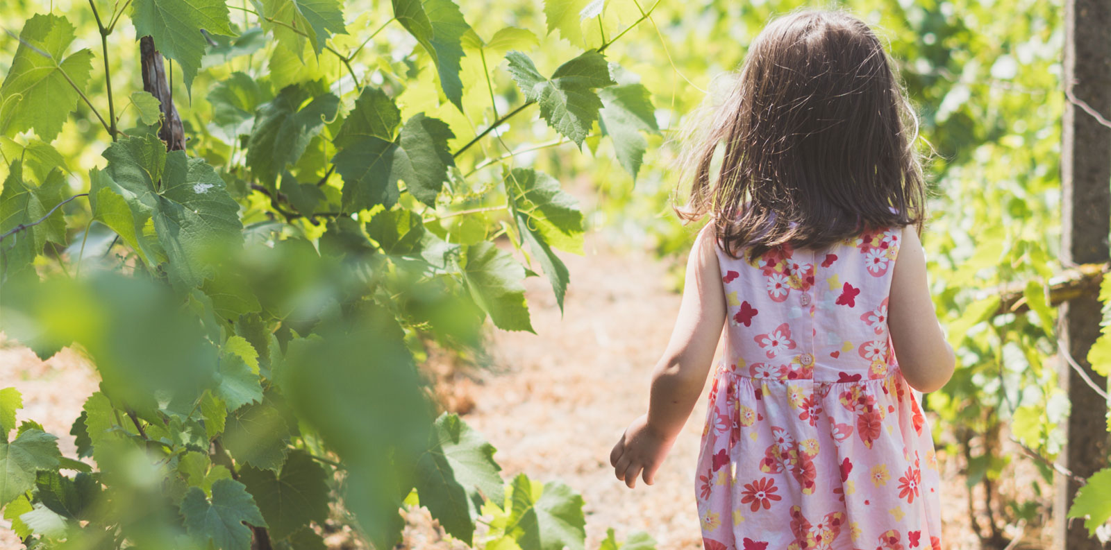 This is a photo of a little girl walking in a vineyard